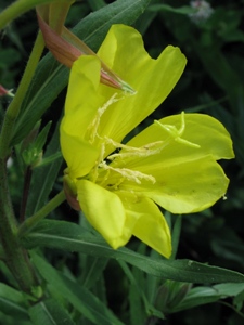 Oenothera spp.